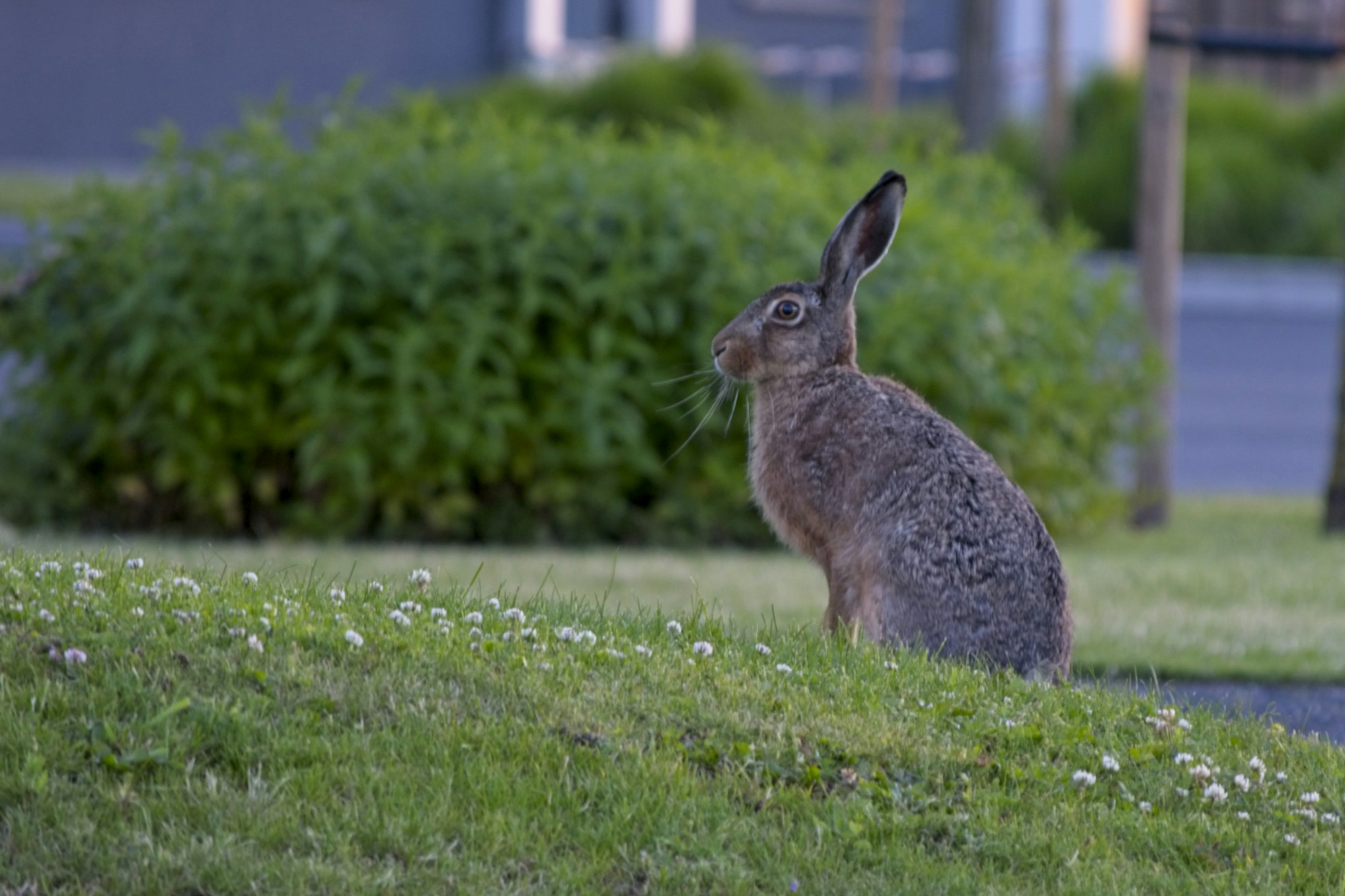 Shot of a beautiful Hare in a public park in the city Aalborg, Denmark