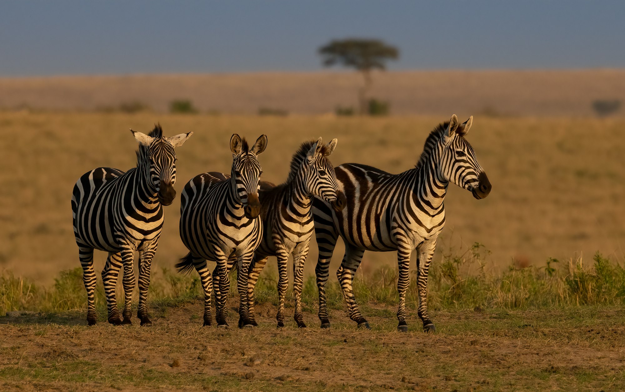 Zebra in the Mara, Africa